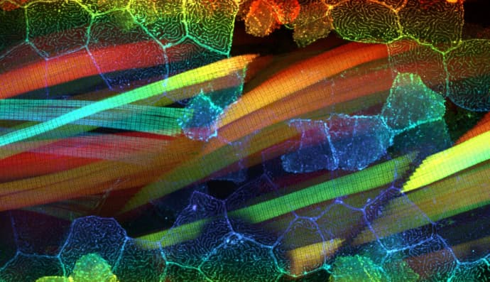 Лучшие микрофото-2020