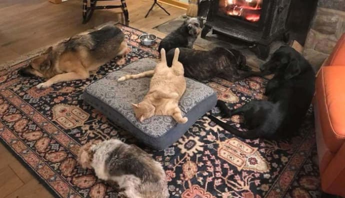 Кіт - господар дому