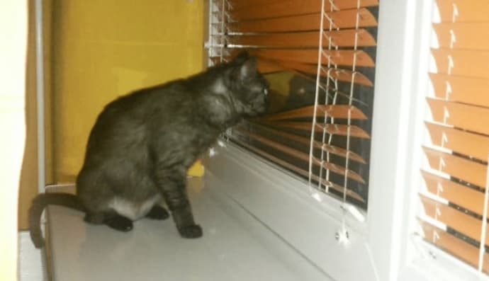 Коти-шпигути