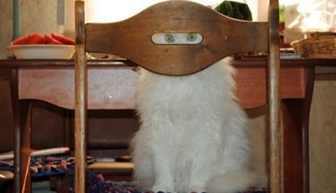 Коти-шпигути