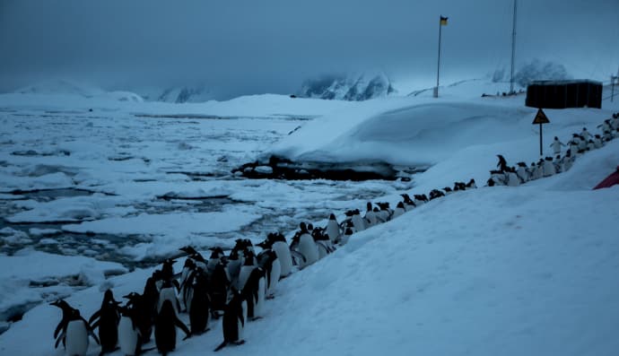 Пінгвіни у крижаній пастці в Антарктиді