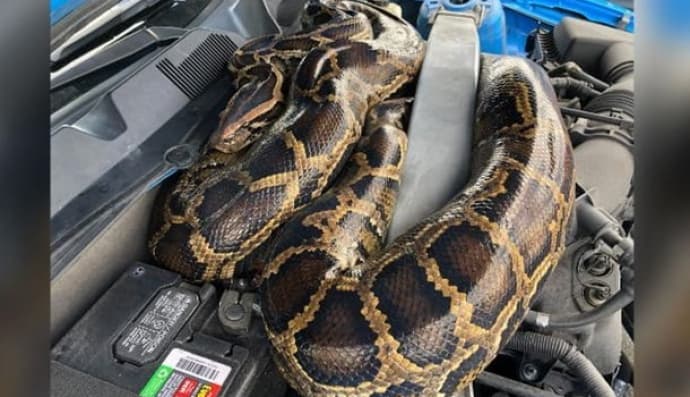 Пітон в авто