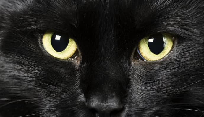 Чорний кіт