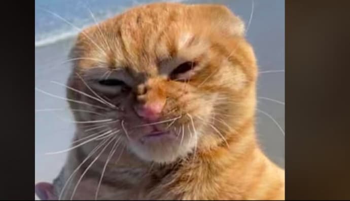 Кіт Гарбузик