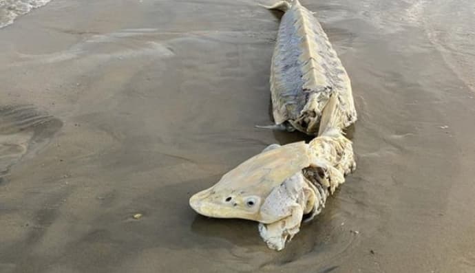 Доісторична риба