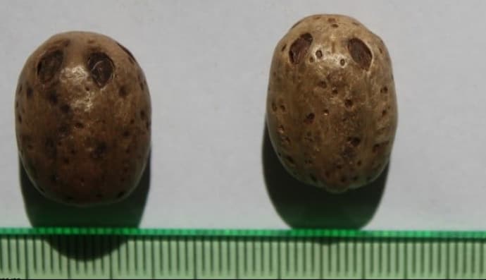 Непальські сливи