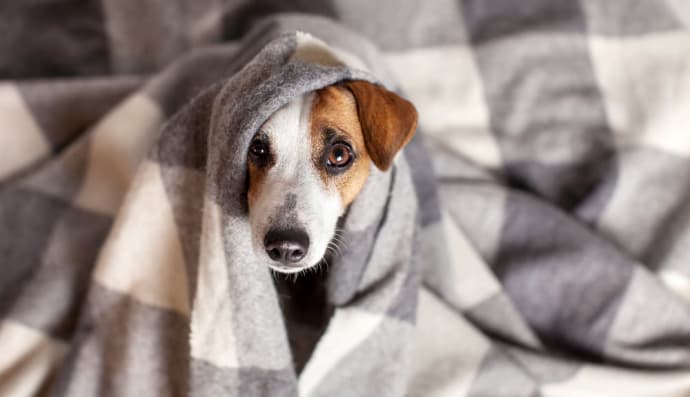 Песик под пледом