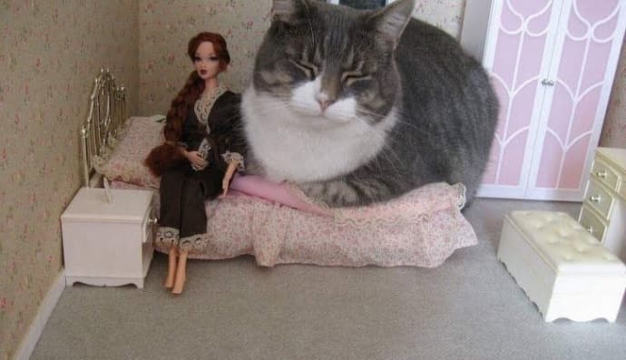 Котик заліз до лялькового будиночка