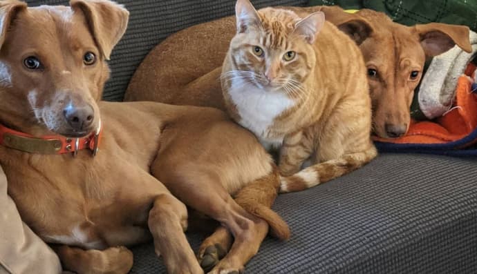 Рыжий кот и песики