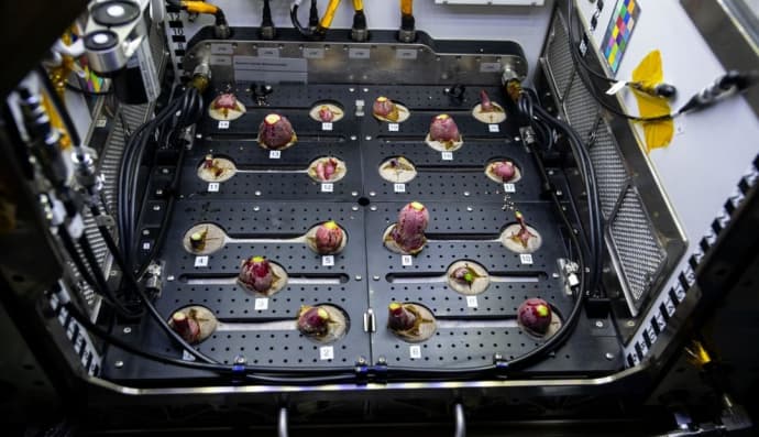 Редиска у космосі