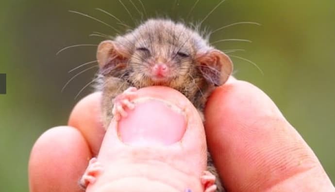 Крихітний опосум