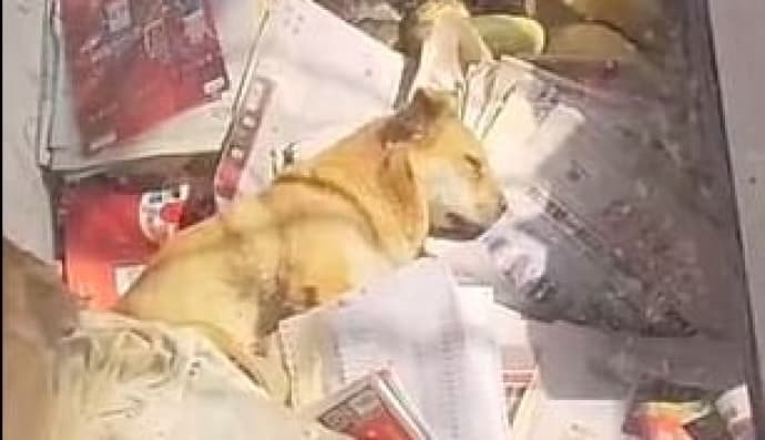 Померлий собака