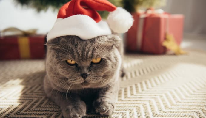 Санта-котик