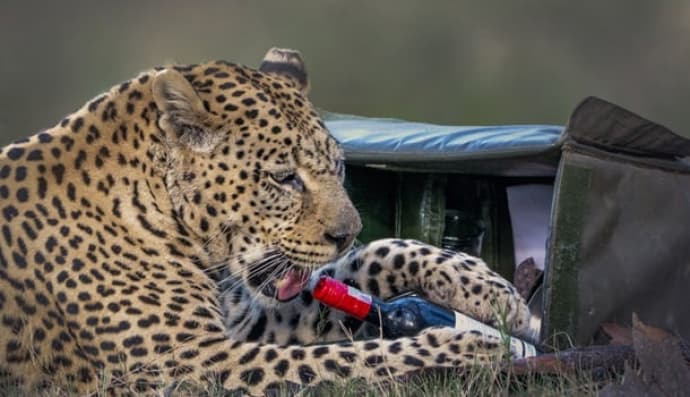 Леопард та вино