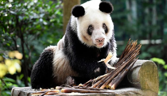 Панда Сін Сінг