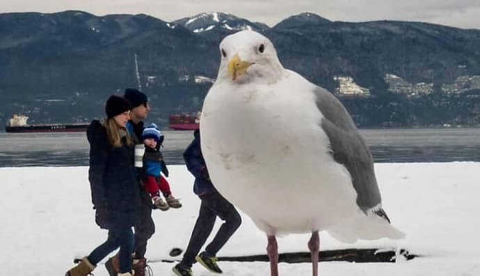 Чудернацькі тварини