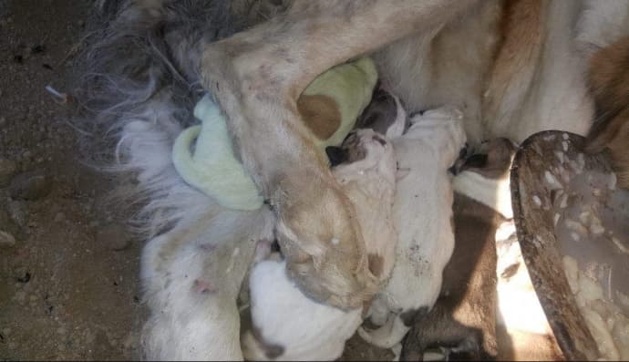 Зелене цуценя