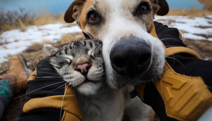 Любов у тварин