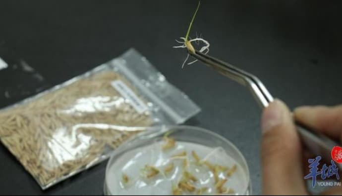 Рис, який побував на Місяці