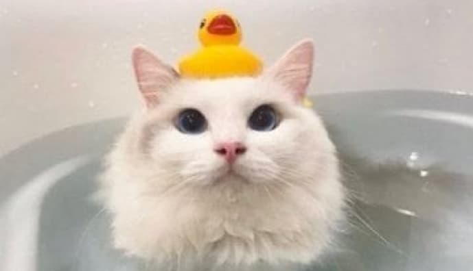 Милые котики