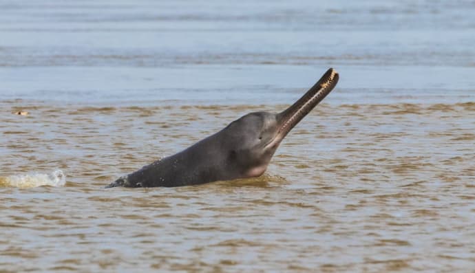 Річковий дельфін
