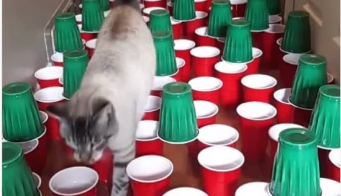 Смішне відео з котиками