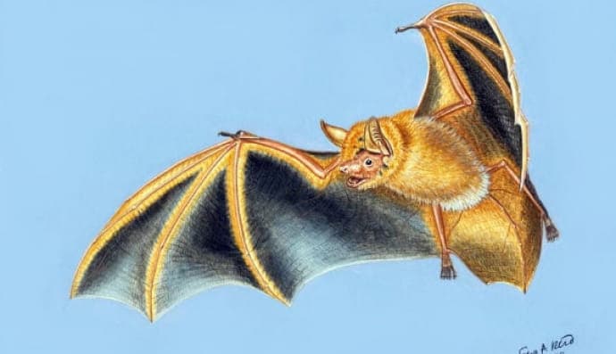 Новый вид летучих мышей