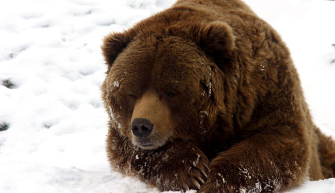 бурый медведь