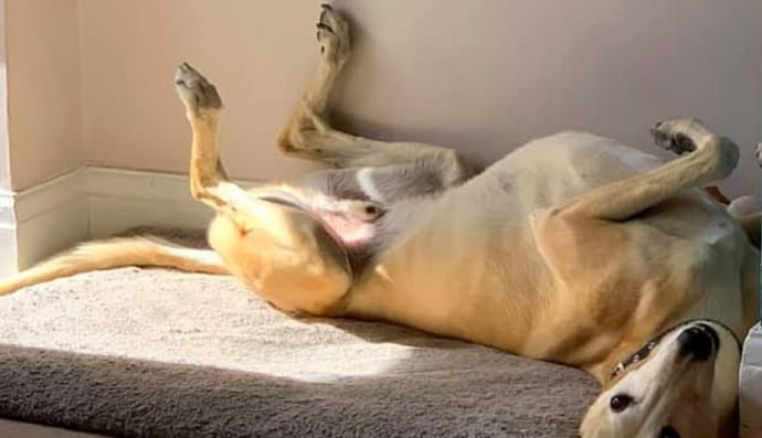 Собака хозяина