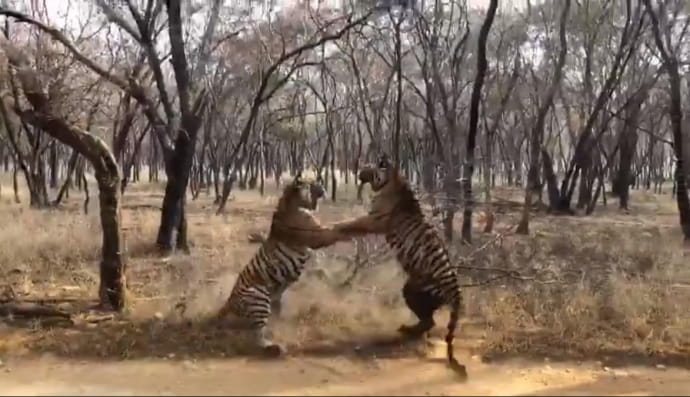 Схватка тигров