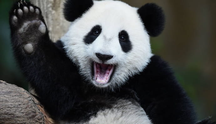 Панда
