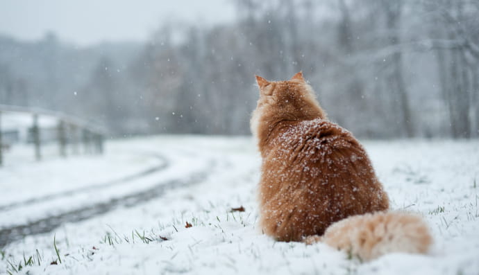 Снег, зима, снегопад, погода, кот