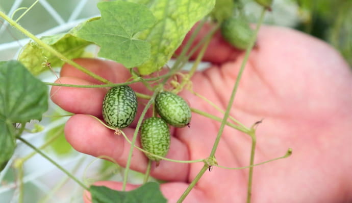 Міні-кавуни