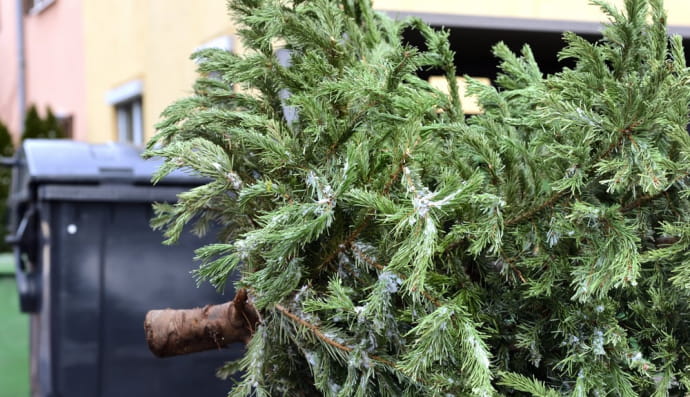 Елка возле помойки