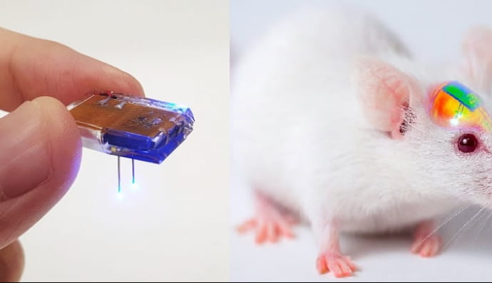 Управление крысой через приложение в смартфоне