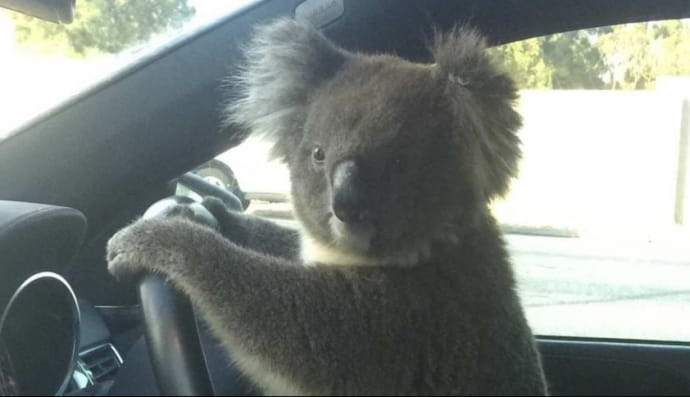 Коала за кермом