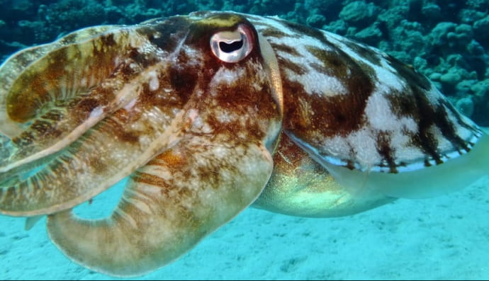 Гігантський кальмар