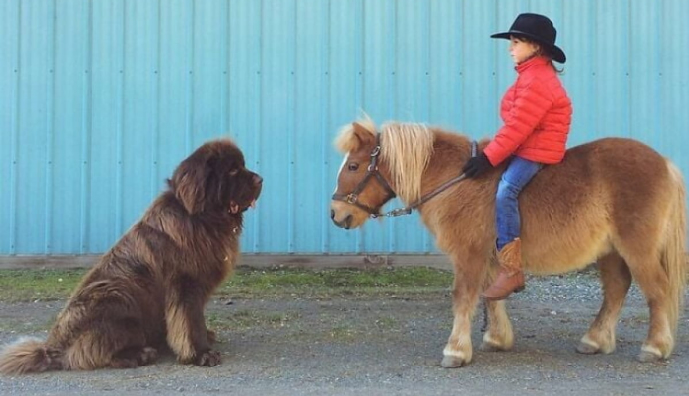 Собаки-велетні