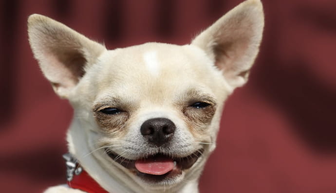 Чіхуахуа