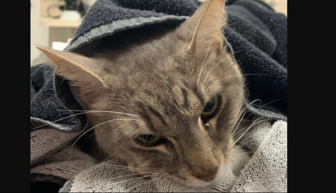 Кіт врятував дітей від змії