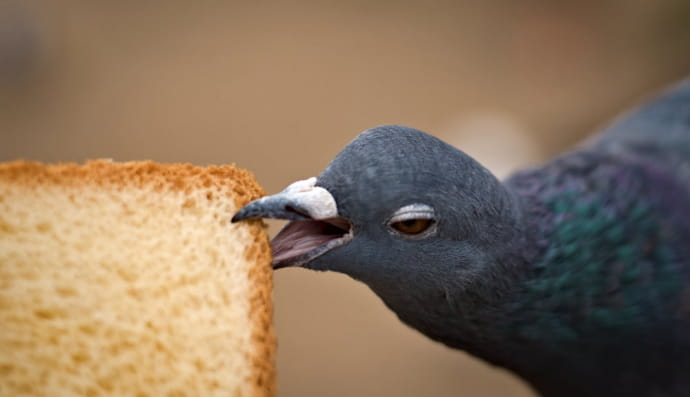 Голубь с хлебом