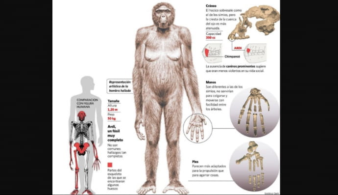 Ардіпітек "Арді"