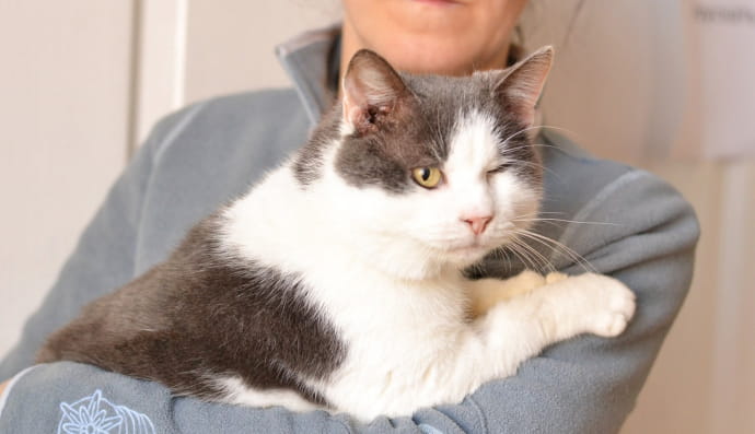 Котик Боббі