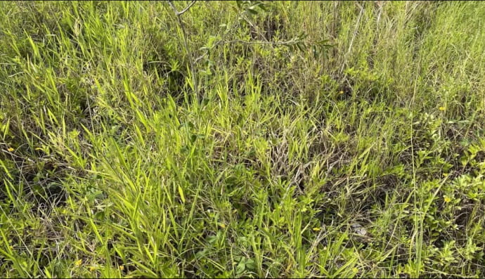 Змія заховалася у траві