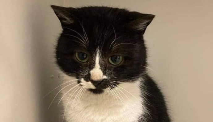 Котик Валентин