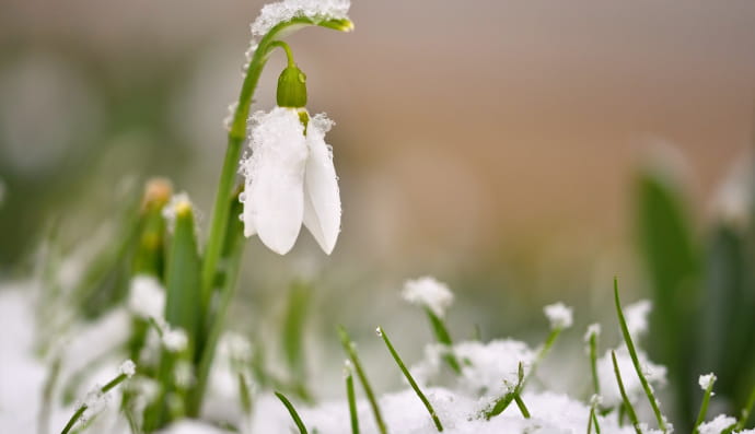 подснежник