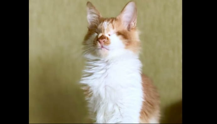 Кіт Гарольд