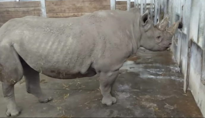 Рідкісний чорний носоріг