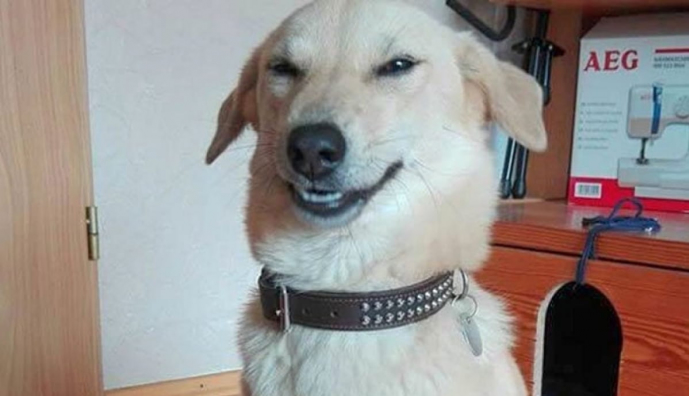 Тварини-руйнівники