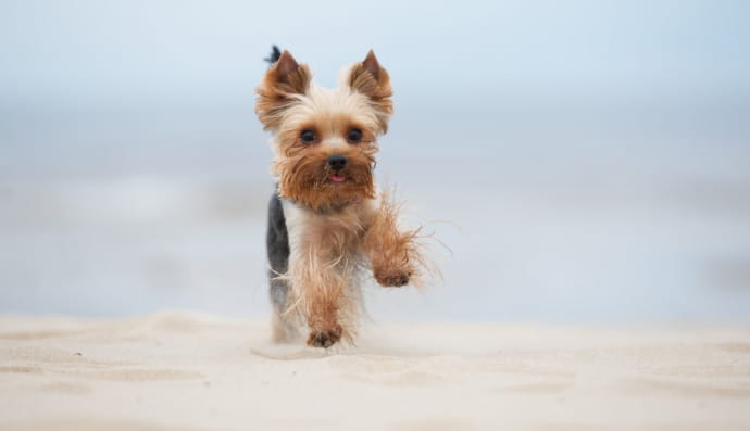 Йоркшир-тер'єр